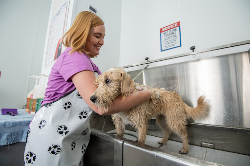 Pet Wash Station at Tractor Supply - Image 1