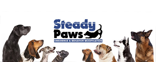 Steady Paws - Image 1