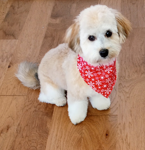 Grooming at the Doggy Boutique - Image 1