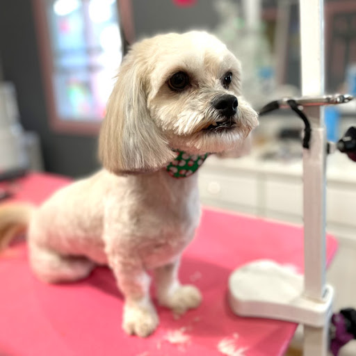 Cristina's Dog Grooming - Image 1