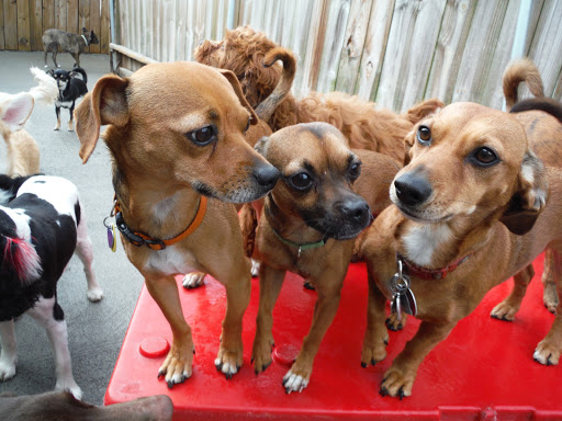 Pets R People 2 - Doggie Daycare & Boarding - Image 1