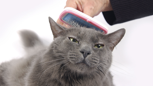 All Paws Grooming - Image 1