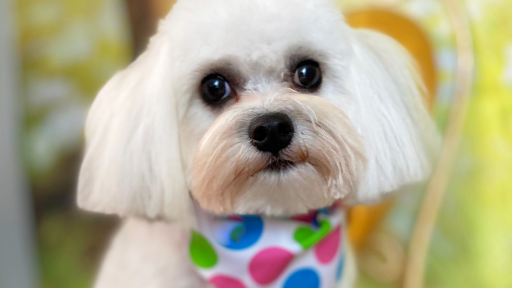 Salty Dog Grooming - Image 1