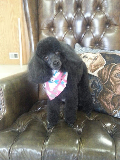 Doggie Stylez Grooming Salon - Image 1