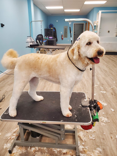 Scruffy to Fluffy Dog Grooming - Image 1