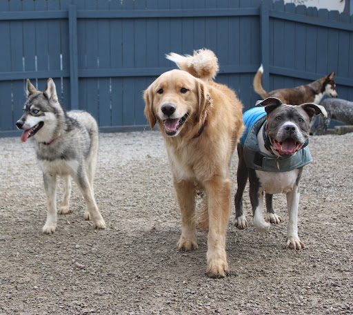 Kentucky Humane Society Fern Creek Pet Resort - Image 1