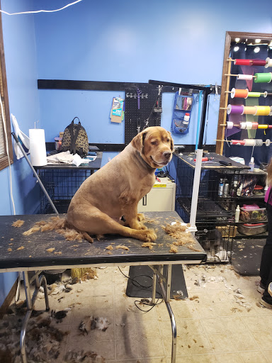 Blue Ribbon Dog Grooming - Image 1