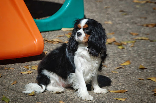 Go Play Pet Service Dog Day Care - Image 1