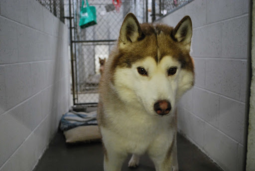 Colonial Kennel - Image 1