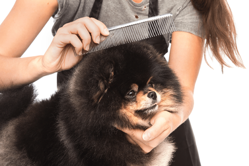 Delaware Pet Grooming - Image 1