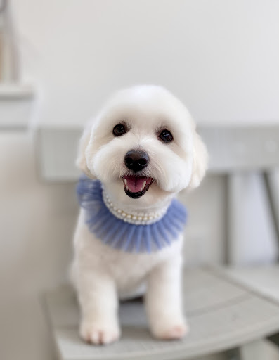 How Cute Dog Grooming - Image 1