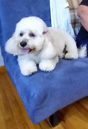 Diamond Dog Grooming - Image 1