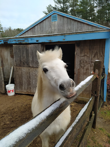 Duxbury Kennels - Image 1