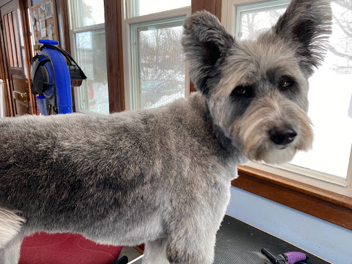 Amy The Dog Groomer - Image 1