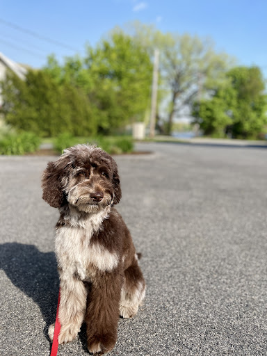 Shipyard Dog Co - Image 1