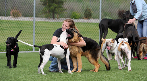 K9 Country Club Pet Center - Image 1