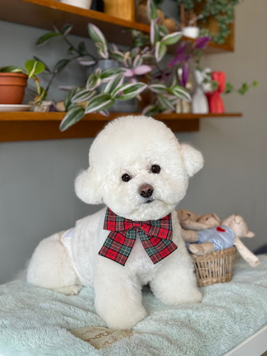 Mong Mong Pet Salon & Spa - Image 1