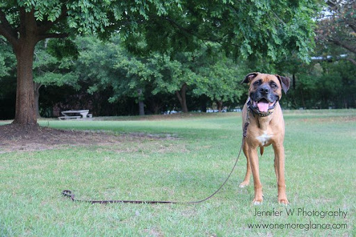 Dog On It Training and Grooming - Image 1