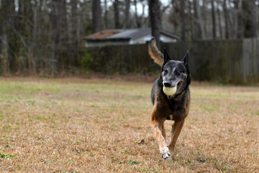 Dakota Kennels - Image 1