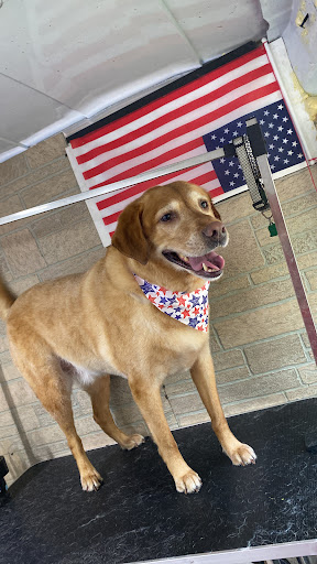 Pet Center Mobile grooming - Image 1