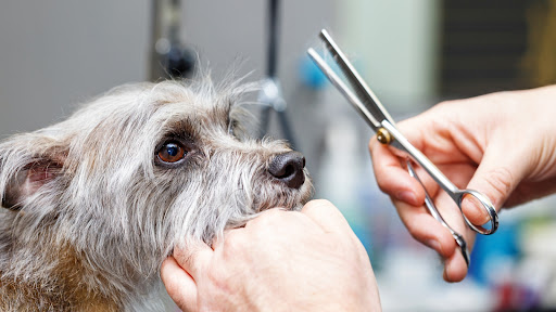 Scruffy Tails Pet Grooming Salon - Image 1