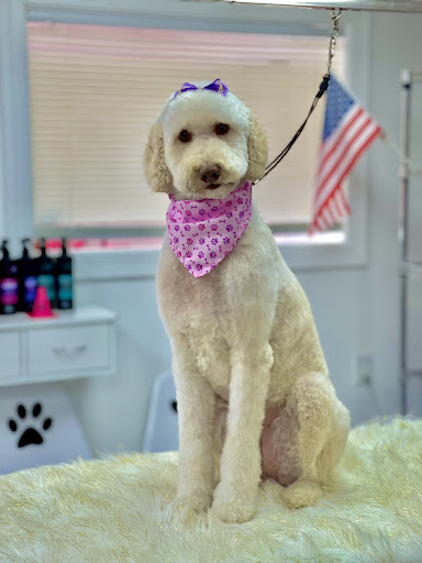 Canine Wizard | Matthews North Carolina | Pet Groomer - Image 1