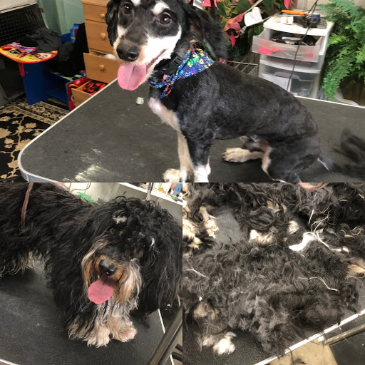 Top Dog Grooming Salon - Image 1