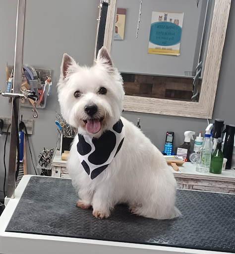 Bark In Style Dog Grooming Salon & Spa - Image 1