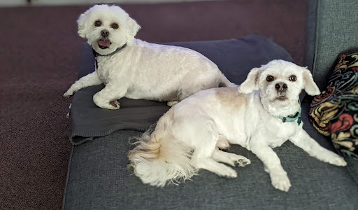 Redbone Pet Spa - Image 1