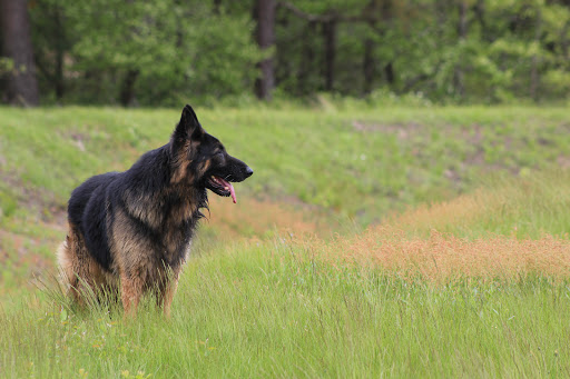 UpperCapeK9s - Image 1