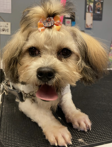 Waggin' Tailz Doggie Daycare and Grooming - Image 1