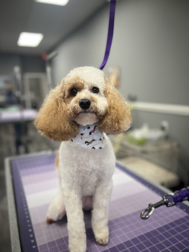 Biscuits, Bath & Beyond Dog Grooming - Image 1