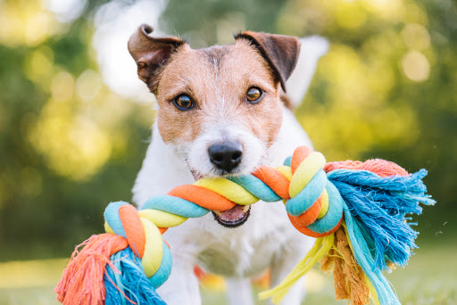 Duluth Dog Depot - Image 1