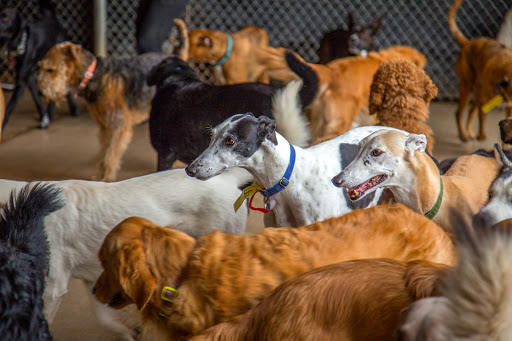 Canine Country Club - North Valley - Image 1