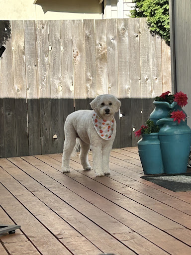 PetSmart Grooming - Image 1