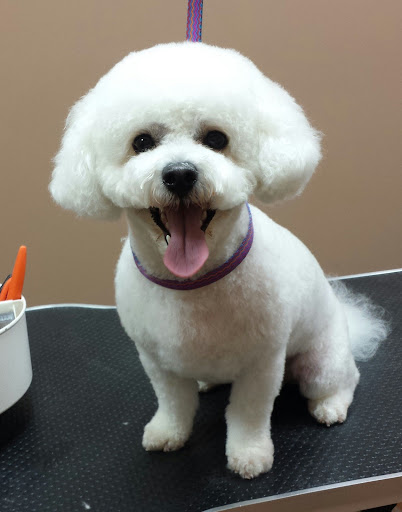 Lorris Pet Grooming - Image 1