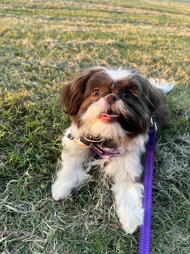 Glamour Paws - Tulsa, OK - Image 1