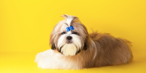 PupTown Grooming - Image 1