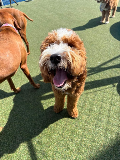 Playtime Doggy Daycare - Image 1