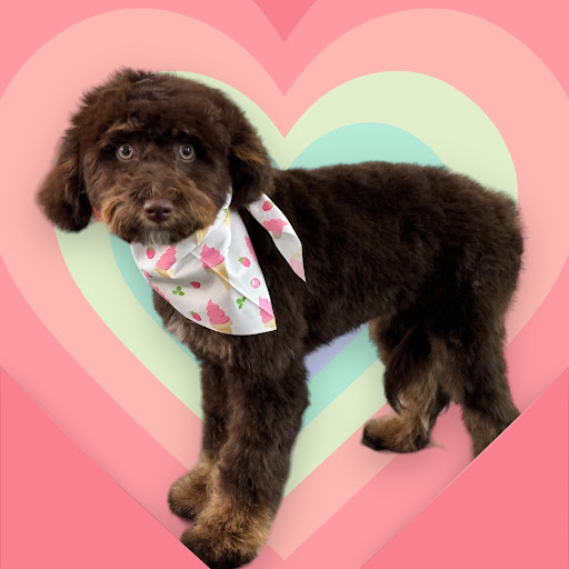 Oh My Dog Pet Grooming LLC - Image 1