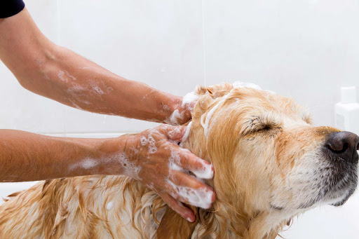 Furry Friends Gentle Pet Grooming - Image 1