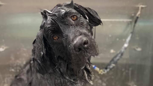 Tub Time Doggie Salon - Image 1