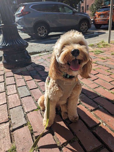 Boston Dog Butlers - Image 1