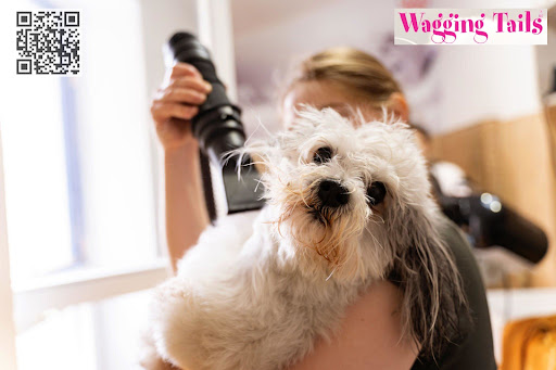 Wagging Tails Pet Resort and Spaw | Dog Daycare Dog Boarding - Cat & Dog Grooming CT - Image 1