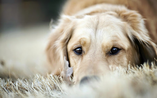 Dog Tired Inn and Grooming previously Grooming Tails - Image 1