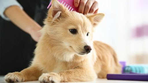 Prestige Pet Grooming - Image 1