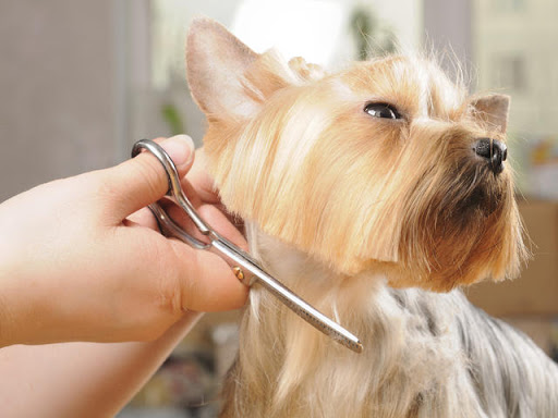 Annie's Pet Salon | Pet Groomer in Colorado Springs - Image 1