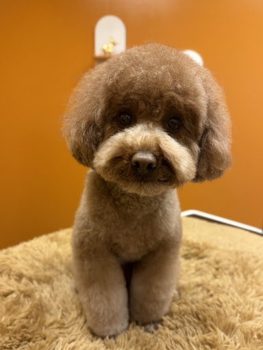 Suds Pet Salon - Image 1