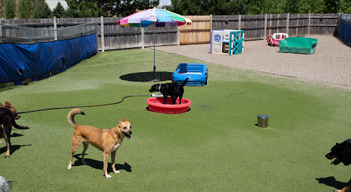 Paws & Pals Pet Resort - Image 1