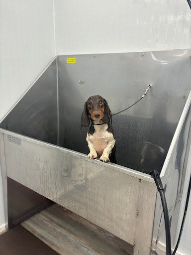 Dirty Paw Dog Wash - Image 1